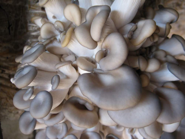 Мицелий Вешенки обыкновенной / серой (Pleurotus sajor-caju)